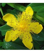 Hypericum Calycinum St Johns Wort Seeds Fresh Seeds - $15.98