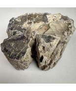 Eden Valley Petrified Wood Blue Forest Wyoming Limb - $34.64