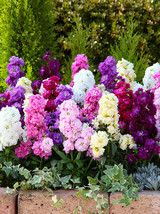 Dwarf Matthiola Incana, 100 seeds Mixed FRESH SEEDS - $11.99