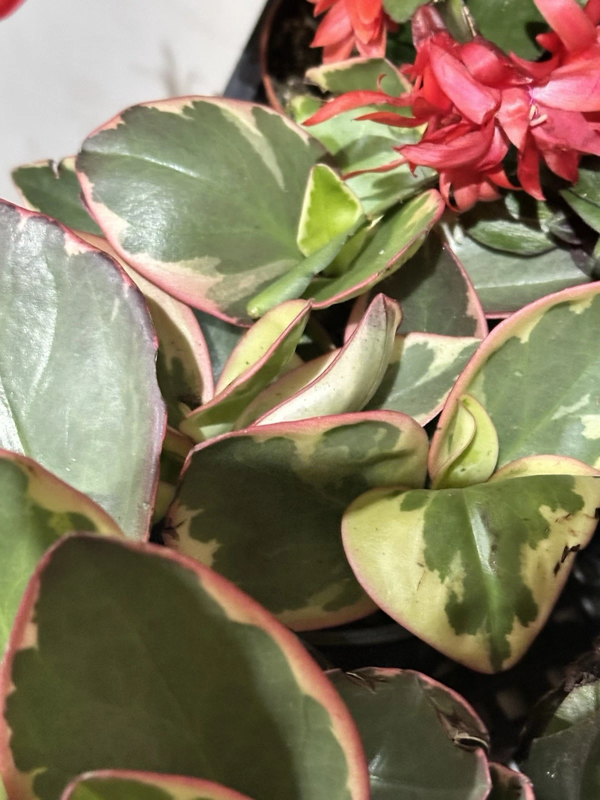 Succulent Peperomia Clusiifolia TRICOLOR Plant 1 Live 3-5&quot; Rooted Housep... - $650.21 MXN
