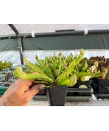 Scarlet Bell Pitcher Plant – Sarracenia Scarlet Bell – Carnivorous Plant - $415.09 MXN
