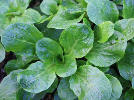 Dutch Corn Salad, Lamb&#39;s Lettuce, Mache, NON-GMO, Variety Sizes, FREE SH... - $36.75 MXN+