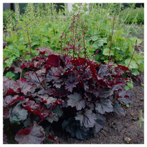 80 Heuchera Purple Palace Coral Bells Shade Perennial Flower Seeds Garde... - $12.23