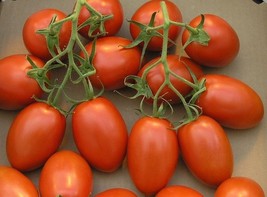THJAR 500 Roma VF Tomato Seeds - NON-GMO / Heirloom - - $47.30 MXN