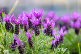 100 French Lavender Butterfly Spanish Topped Lavandula Stoechas Flower H... - $20.78 CAD