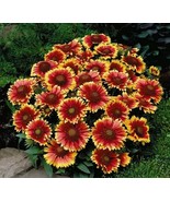 Blanket Flower 'Dwarf Goblin' – 50 Non-GMO Seeds | Gaillardia - $10.00