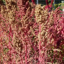 50 Organic Red Aztec Spinach Huauzontle Chenopodium Berlandieri Greens Vegetable - $14.90