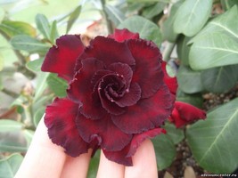 Adenium Dark Red Desert Rose, 2 Seeds - $10.29