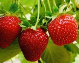 100 Seeds Everbearing Strawberry Fruit Seeds Nongmo Fresh Harvest Usa Fa... - $8.99