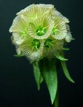 3PCS Scabiosa stellata Seeds Starflower Pincushions  Item NO. DL490C - £11.07 GBP