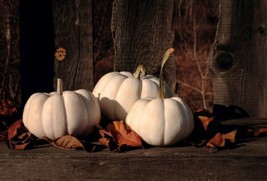 FA Store Casper Pumpkin {Curcubita Pepo} Halloween Favorite 5 Seeds - £6.44 GBP