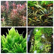 SGH Easy Live Aquarium Plants Variety Pack 8 Plants Java Fern Amazon Sword Crypt - $46.65