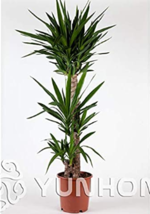 Bonsai Tree Yucca Bonsai, DIY Potted Plants, Indoor/Outdoor Pot Bonsai Germinati - £6.38 GBP