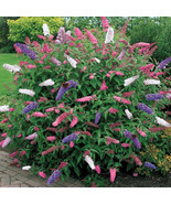 25 Seeds Mix Colors Butterfly Bush (Buddleia davidii) - £6.40 GBP