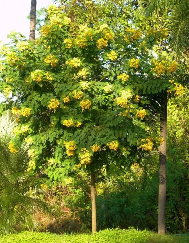 Senna surattensis Seeds Cassia glauca Senna sulfurea Golden Cassia 20 Seeds - £11.91 GBP