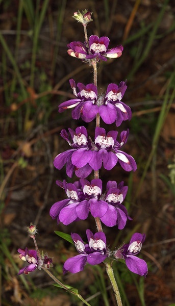 200 Seeds Chinese Houses (Collinsia heterophylla)