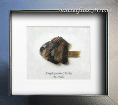 Real Fish Yellowtail Clownfish Amphiprion Clarkii Taxidermy Collectible Display  - $52.99