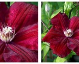 Top Seller - Red/Rouge Cardinal Clematis Vine Velvety Crimson Flowers - ... - £32.98 GBP