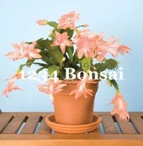 200PCS Zygocactus Truncatus Plants Seeds - Light Water Pink Flowers* Easy To gro - £5.30 GBP