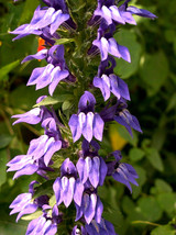 US Seller Giant Blue Lobelia 253 Seeds Lobelia Siphilitica Hardy New Fresh Seeds - £5.70 GBP