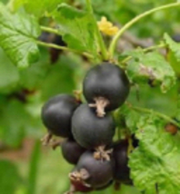 Jostaberry 1-2 year old plant (hybrid of black currant and gooseberry - $25.00