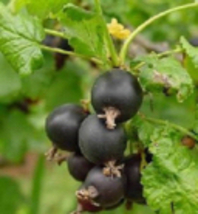 Jostaberry 1-2 year old plant (hybrid of black currant and gooseberry - £18.67 GBP