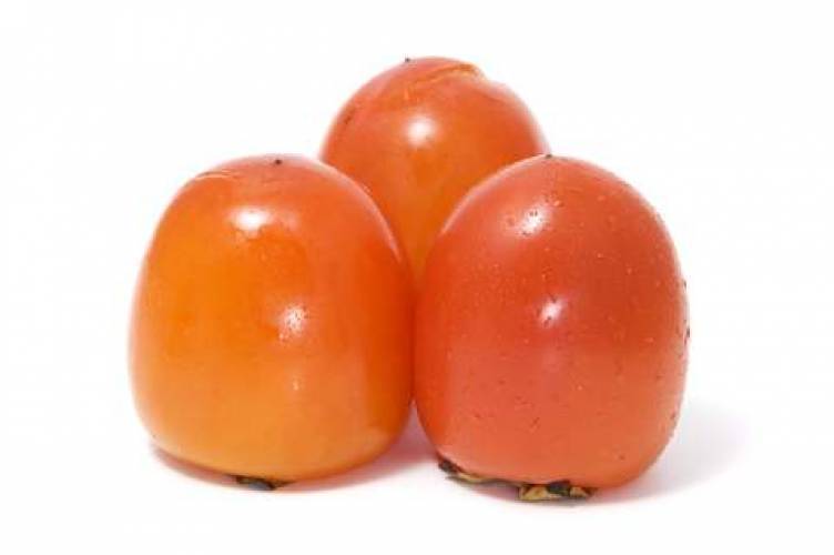 Eureka Japanese Persimmon Fruit Trees Grafted Astringent Rare USA Grown - $39.99