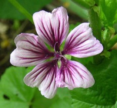 20 Zebra Mallow Malva Sylvestris Var Zebrina Flower Seeds Fresh Gardenin... - £8.42 GBP