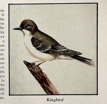 Kingbird Bird Print 1931 Blue Book Birds Of America Animals Nature Art P... - $366.80 MXN