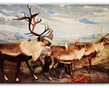 Caribou Naturale Storia Museo Chicago Il Unp Cromo Cartolina Q24 - £2.38 GBP