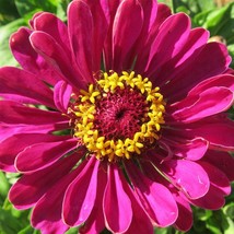 Organic Zinnia Purple Dahlia Fast Shipping - $11.50