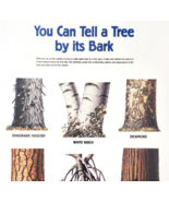 2002 International Paper Poster Life Of A Forest Tree Identification Vtg... - $34.17 CAD