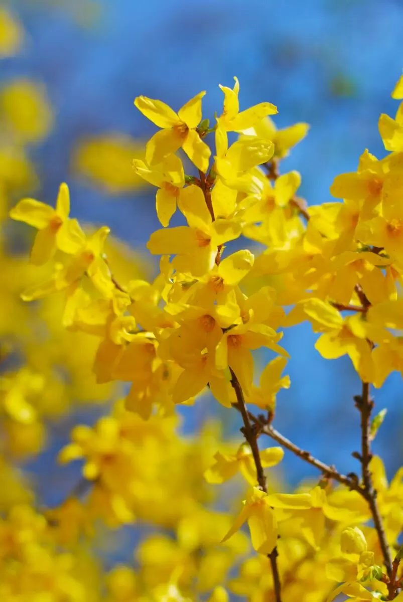 Forsythia Lynwood Gold &quot;Golden Bells&quot; 6-12&quot; in 4&quot; Pot - Fast-Growing Shrub - $35.45