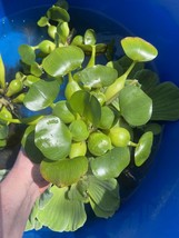 (5) Water Hyacinth Koi Pond Floating Plants Rid Algae LARGE Jumbo 5” - $30.91