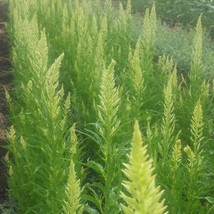 30+ Celosia Sylphid Lime Green Flamingo / Self-Seeding Annual Flower Seeds - £11.41 GBP