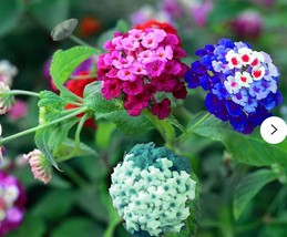 100 Seeds Lantana Seeds Mixed Colors Exotic Flower Seeds Very Good Butterfly Pla - £8.42 GBP