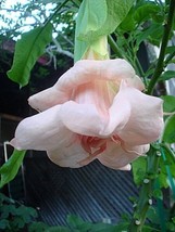 10 Seeds Dbl Baby Pink Angel Trumpet Heirloom Seeds R API D Garden Upgrade - £6.61 GBP