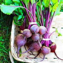 50+ seeds: HEIRLOOM Early Wonder Tall Top Beets, 100% Organic, grown in USA - £3.36 GBP