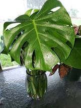 Monstera Deliciosa Swiss Cheese Plant Green - With Developing Node - $9.90