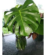 Monstera Deliciosa Swiss Cheese Plant Green - With Developing Node - $182.05 MXN
