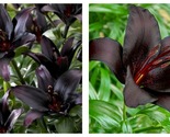 100 Seeds Landini Asiatic Lily Black Lily Flowers Garden - £27.47 GBP