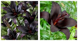 100 Seeds Landini Asiatic Lily Black Lily Flowers Garden - £27.51 GBP