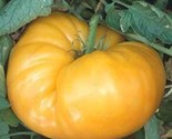 Kentucky Beefsteak Tomato Seeds 50 Garden Vegetable Indeterminate Fast S... - $8.99