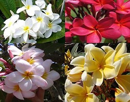 4 Mix Hawaiian Plumeria Frangipani Plant Cuttings - £62.25 GBP