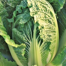 Kyoto No. 3 Chinese Napa Cabbage Seeds Japanese Bok Choy Asian Vegetable Usa Fas - $7.90