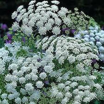 15 Queen of Africa Lace Seeds-1140A - £3.17 GBP
