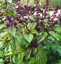 Licorice Basil O Basilicum Pot Herb Thai Flower US Fast Shipping - $182.52 MXN