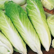 Lettuce Parris Island Cos, 250 Seeds R - £11.44 GBP