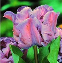 1  Mixed Embossed Gray + Pink Parrot Tulip Bulb Flowers Petals Plant of ... - $6.90