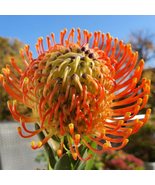 Leucospermum - 6 Seeds - $384.29 MXN